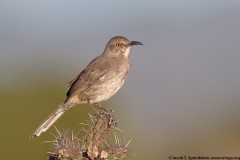 Curve-billed Thrasher