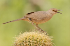 Curve-billed Thrasher