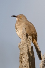 Curve-billed Thrasher