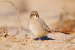 Le Conte's Thrasher