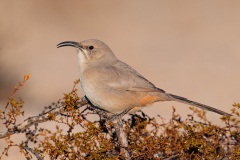 Le Conte's Thrasher