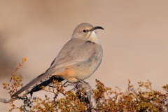 Le Conte's Thrasher