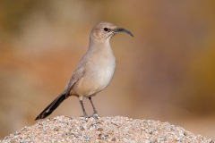 Le Conte's Thrasher