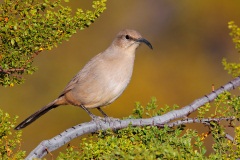 Le Conte's Thrasher