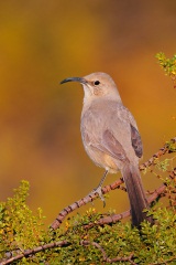 Le Conte's Thrasher