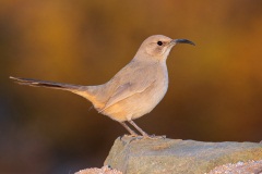 Le Conte's Thrasher