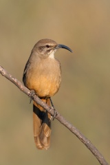 California Thrasher