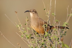 California Thrasher