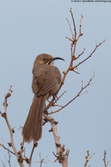 Crissal Thrasher