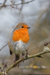 European Robin