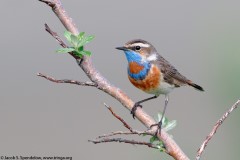 Bluethroat