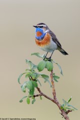 Bluethroat