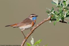 Bluethroat