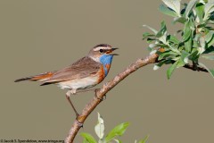 Bluethroat