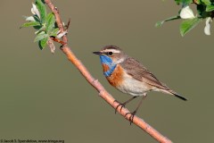 Bluethroat