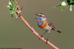 Bluethroat