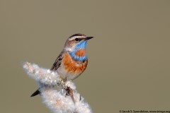 Bluethroat