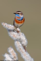 Bluethroat