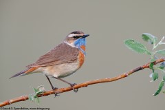 Bluethroat