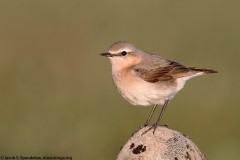 Northern Wheatear