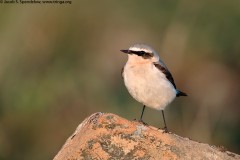 Northern Wheatear