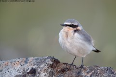 Northern Wheatear