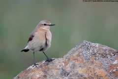 Northern Wheatear