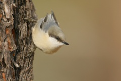 Pygmy Nuthatch