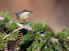 Pygmy Nuthatch