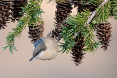 Pygmy Nuthatch