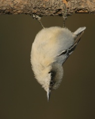 Pygmy Nuthatch