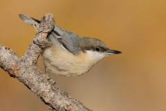 Pygmy Nuthatch