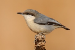 Pygmy Nuthatch