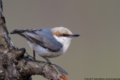 Brown-headed Nuthatch