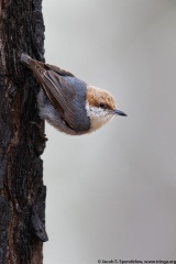 Brown-headed Nuthatch