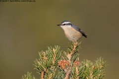 Red-breasted Nuthatch