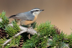 Red-breasted Nuthatch