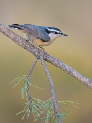 Red-breasted Nuthatch