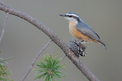 Red-breasted Nuthatch