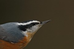 Red-breasted Nuthatch