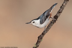 White-breasted Nuthatch