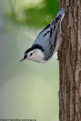 White-breasted Nuthatch