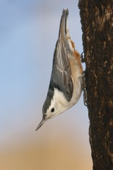 White-breasted Nuthatch