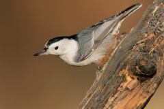 White-breasted Nuthatch