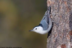 White-breasted Nuthatch