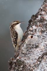 Brown Creeper