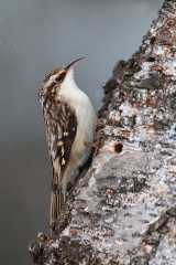 Brown Creeper