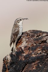 Brown Creeper