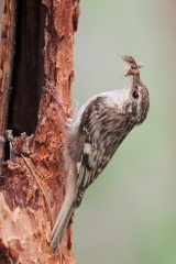 Brown Creeper