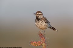 Cactus Wren